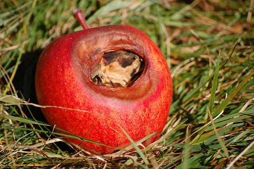 This photo shows a rotten apple sitting on grass.